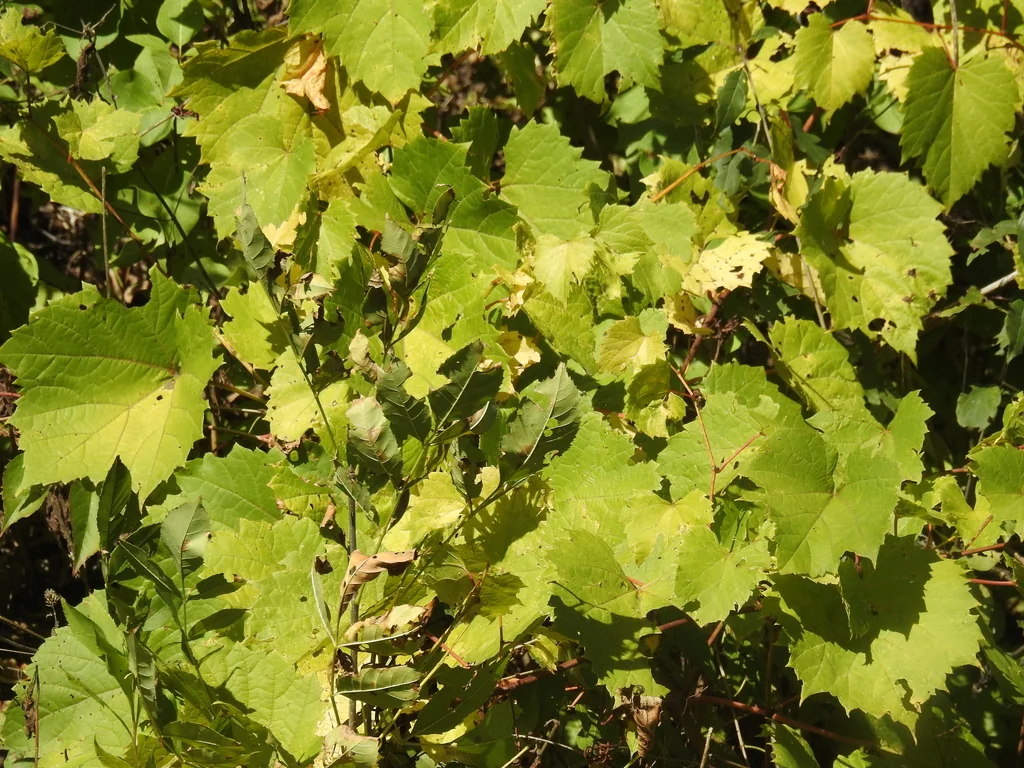 Vitis Riparia