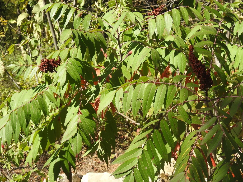Rhus Glabra