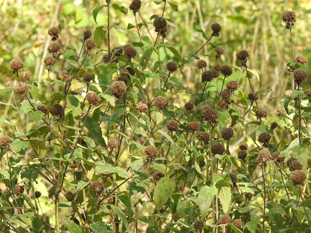 Monarda fistulosa