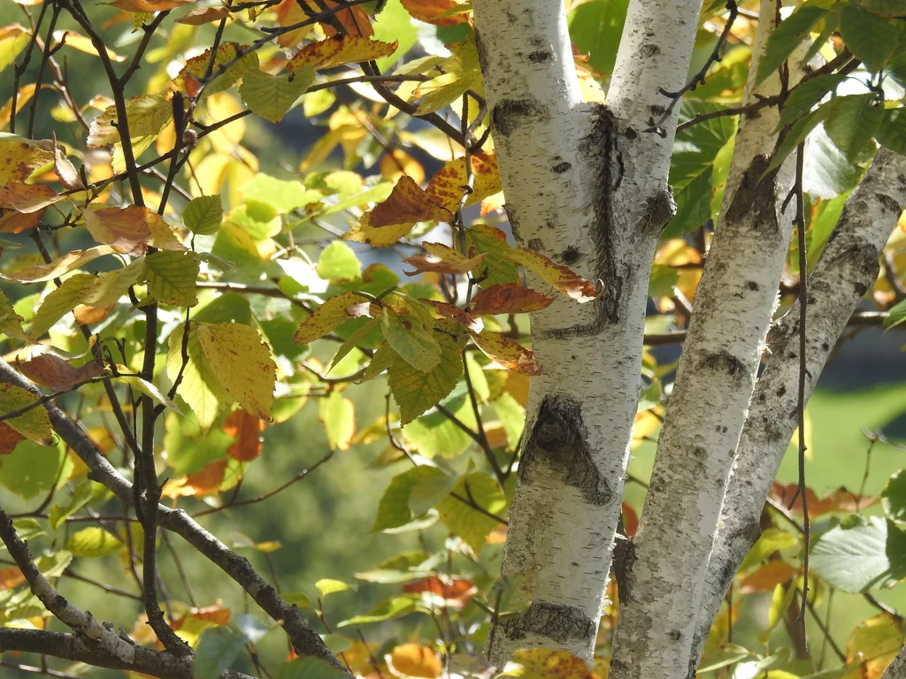 Betula Papyrifera