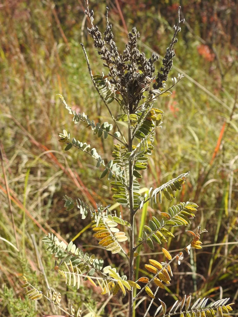 Amorpha Canescens