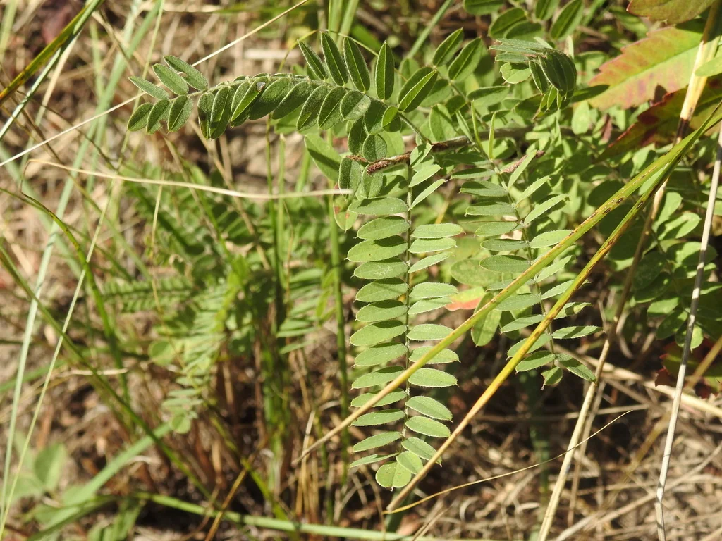 Amorpha Canescens