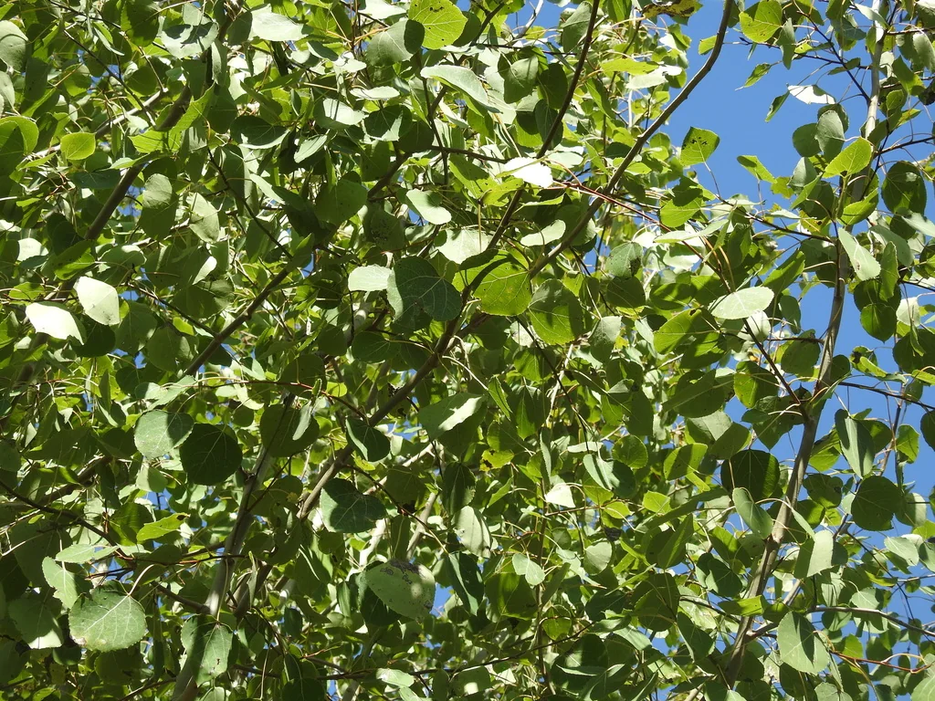 Populus Tremuloides