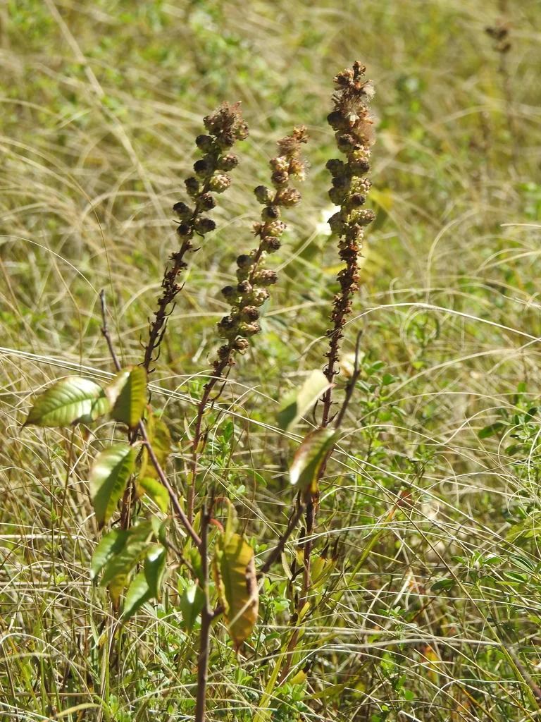 Liatris Aspera