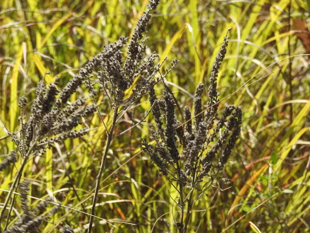 Amorpha Canescens