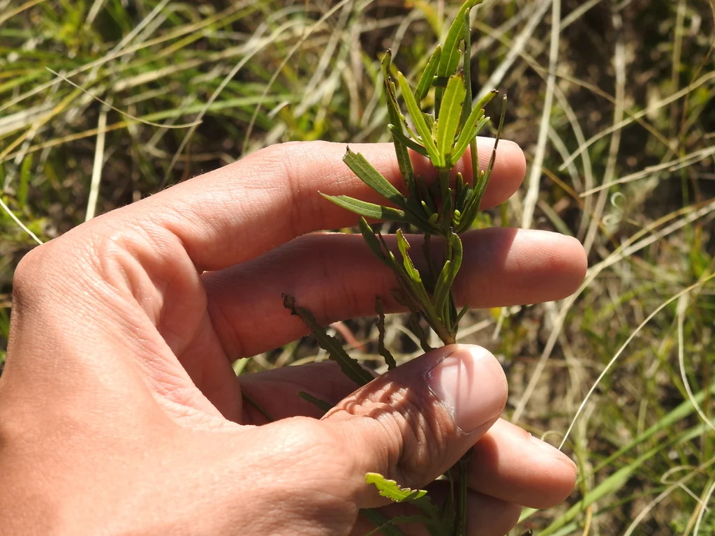Coreopsis Palmata