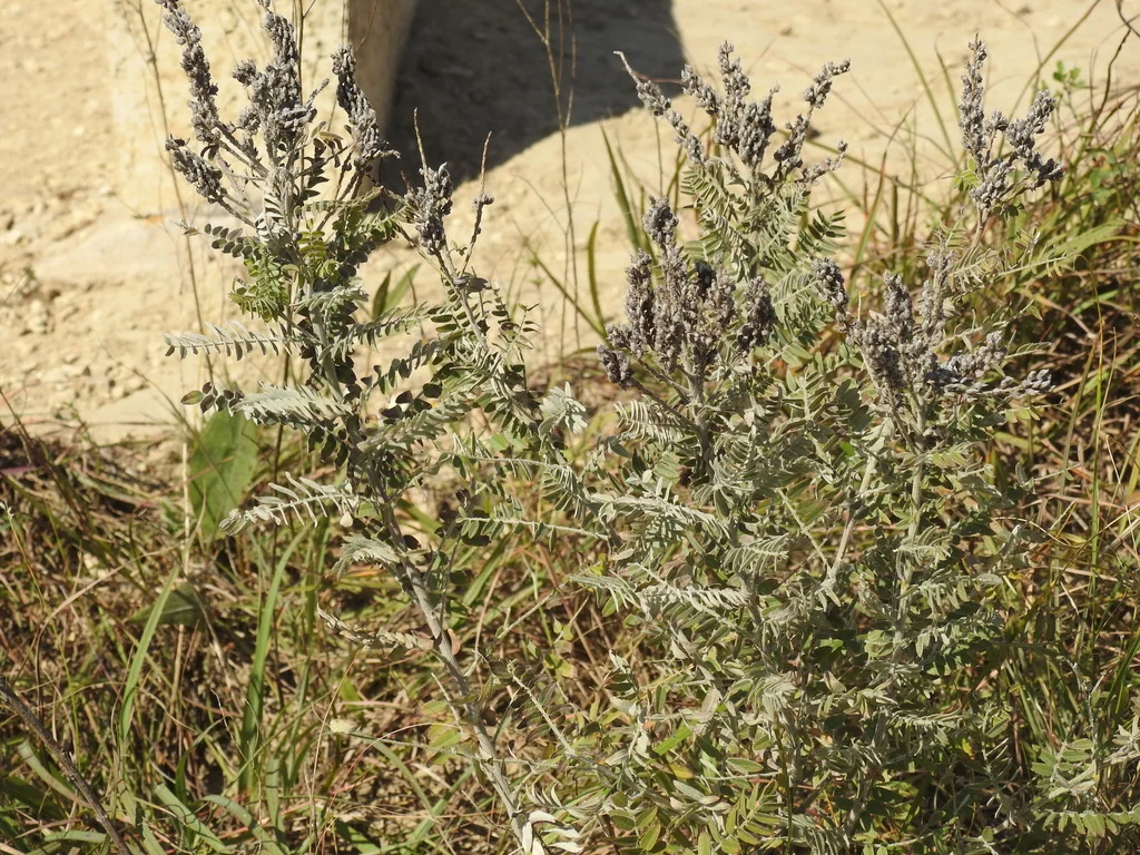 Amorpha Canescens