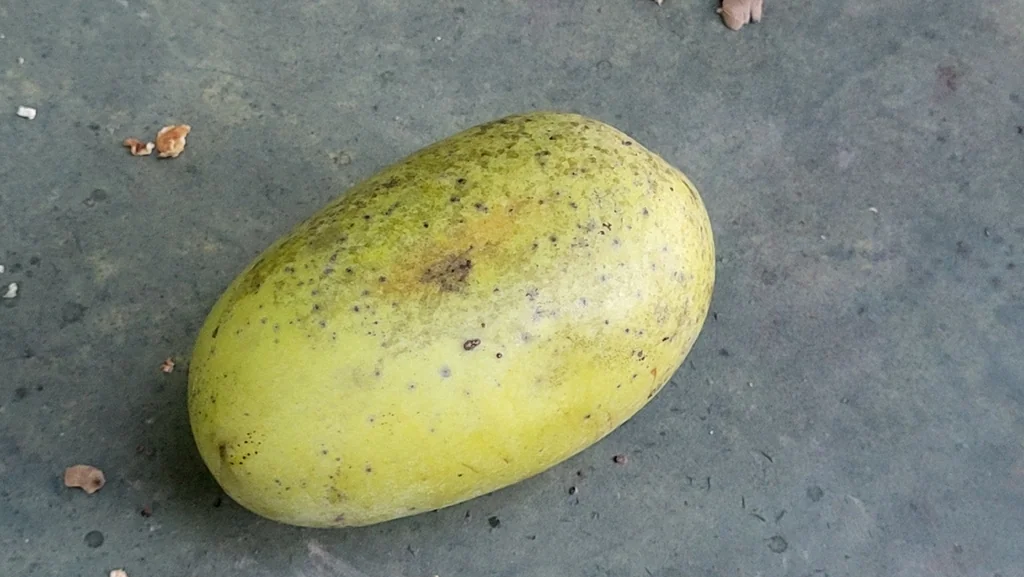 Asimina Triloba