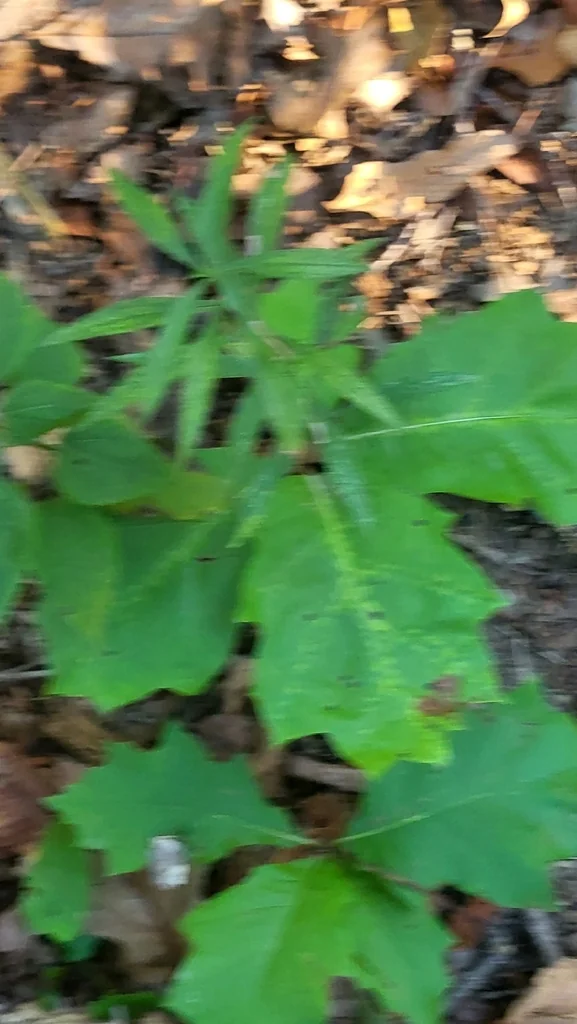 Quercus Rubra
