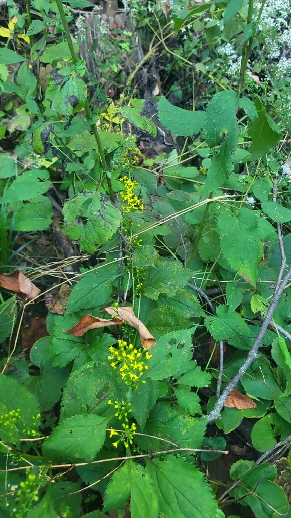 Solidago Flexicaulis