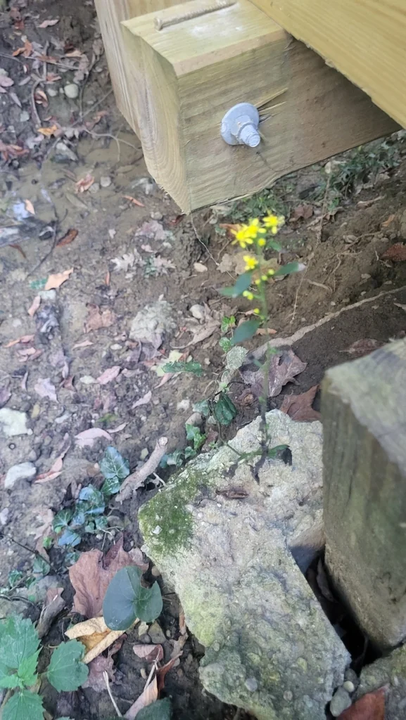 Solidago Caesia