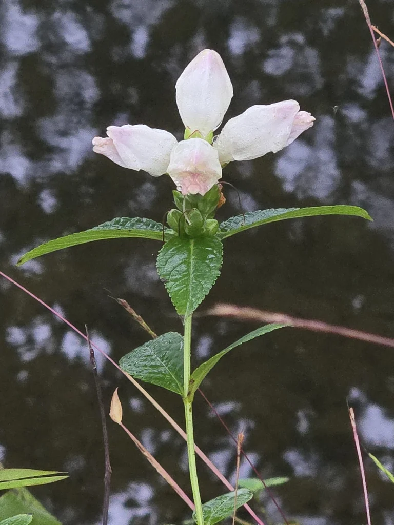 Chelone Glabra