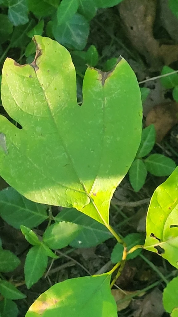Sassafras Albidum