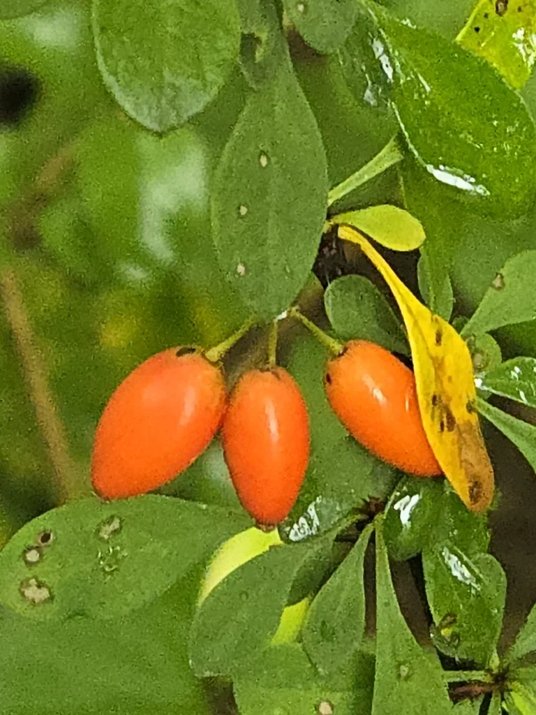 Berberis Thunbergii