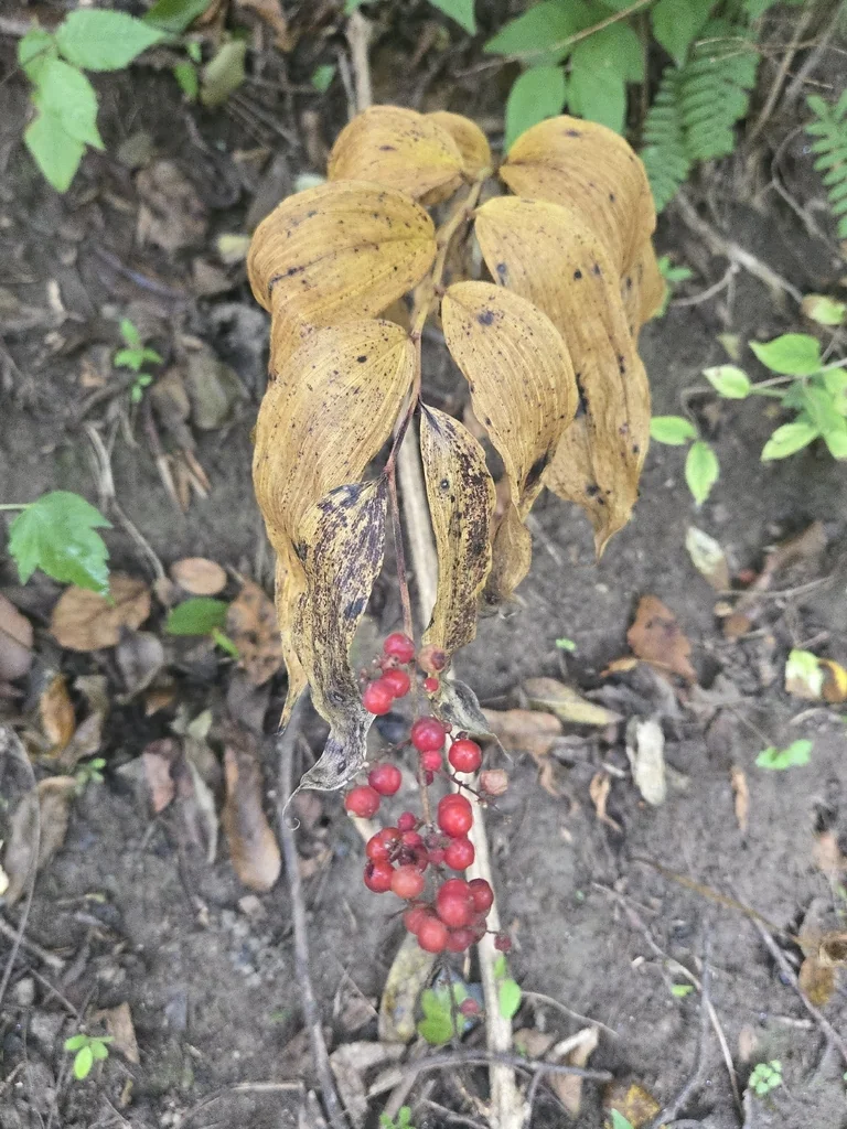 Smilacina Racemosa