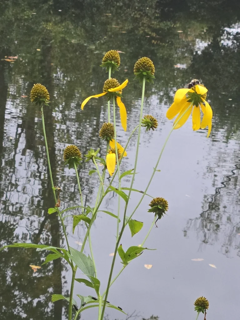 Rudbeckia Laciniata