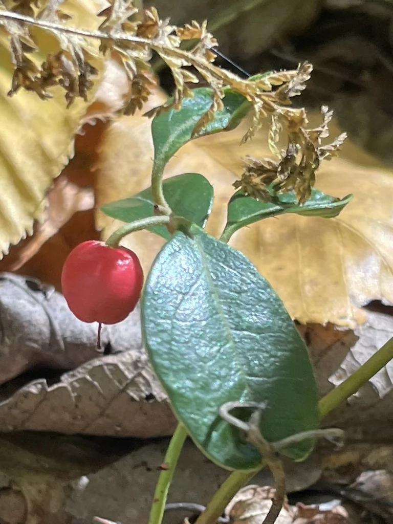 Gaultheria Procumbens