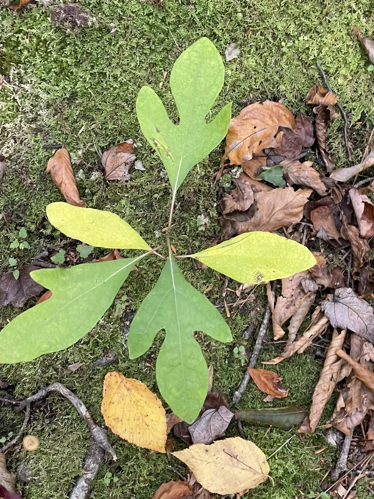 Sassafras Albidum