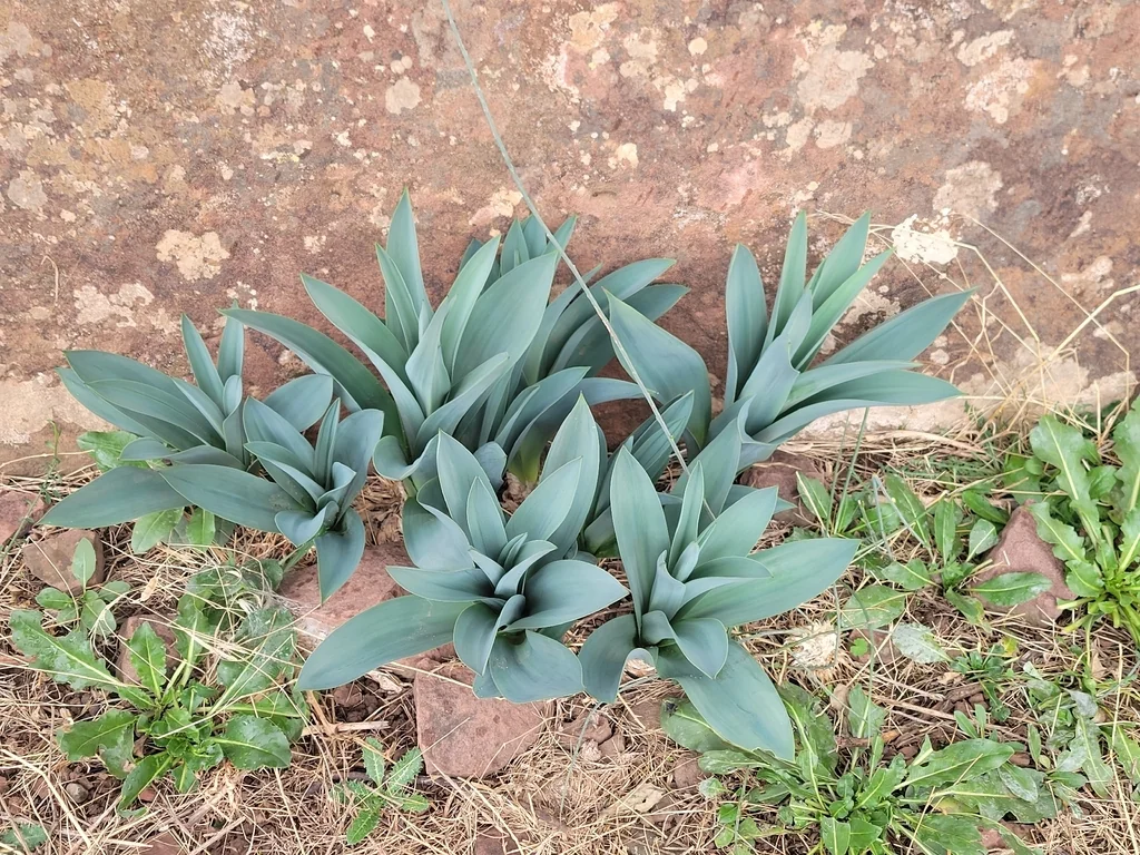 Drimia maritima