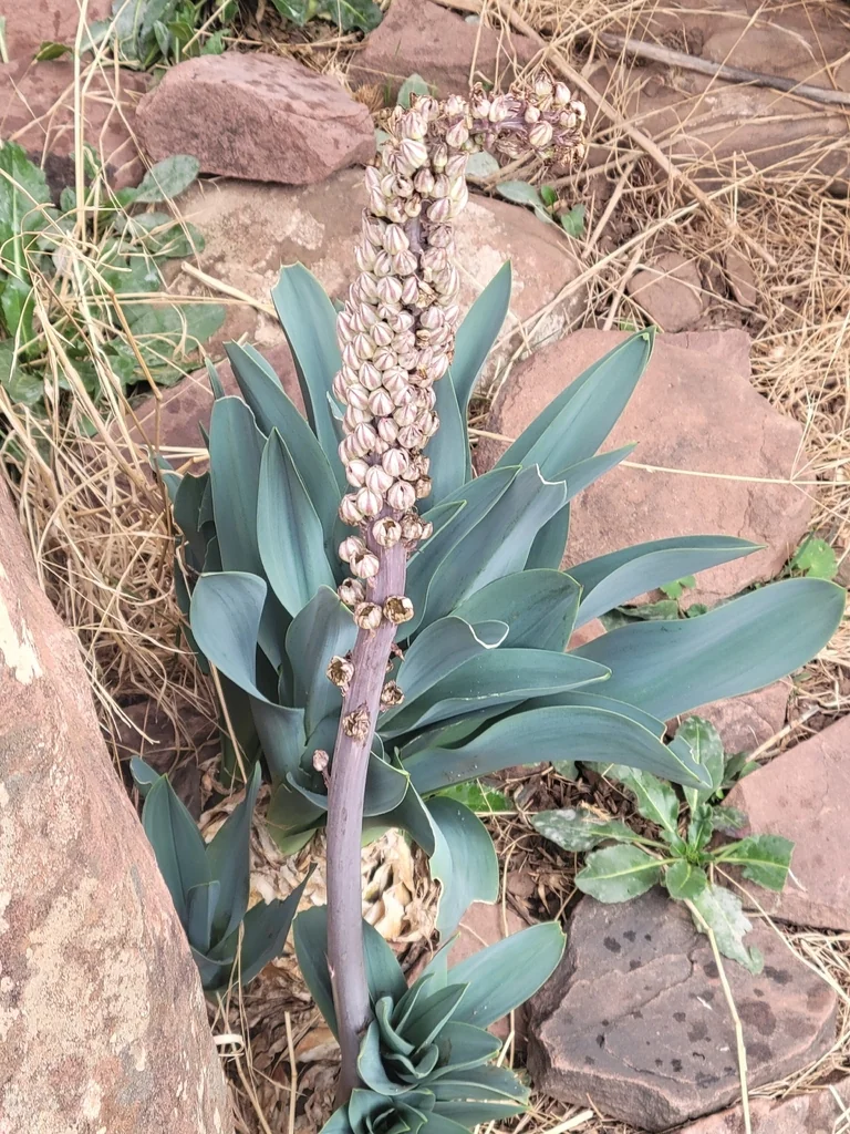 Drimia maritima