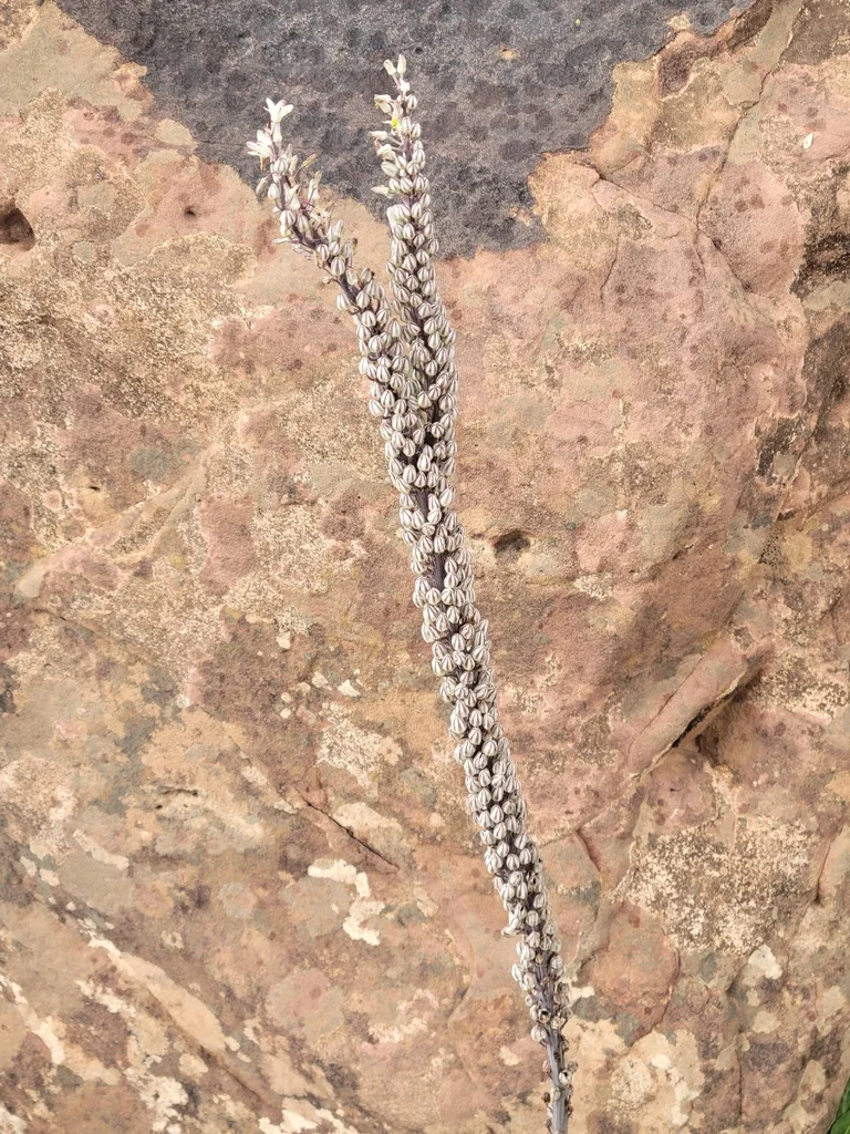 Drimia maritima