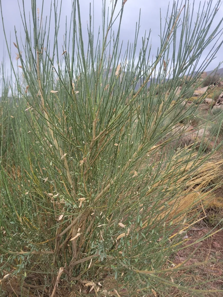 Spartium Junceum