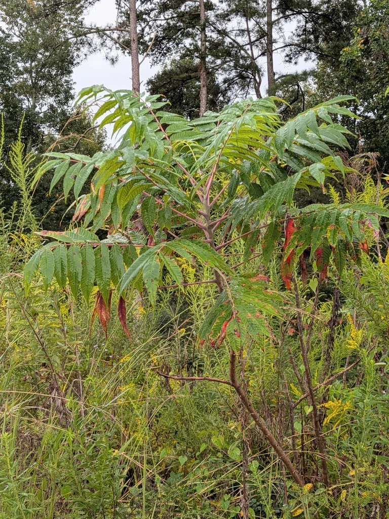 Rhus Glabra