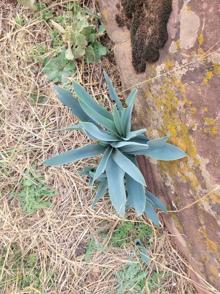 Drimia maritima
