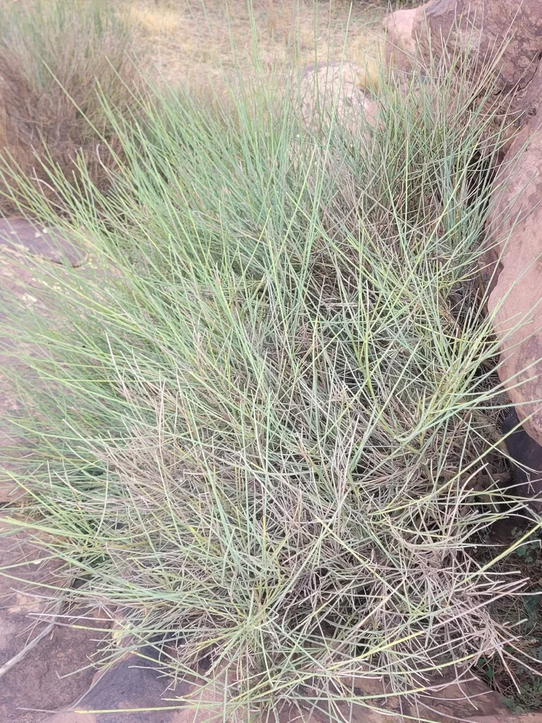 Spartium Junceum