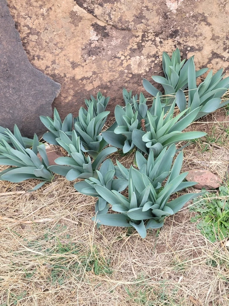 Drimia maritima
