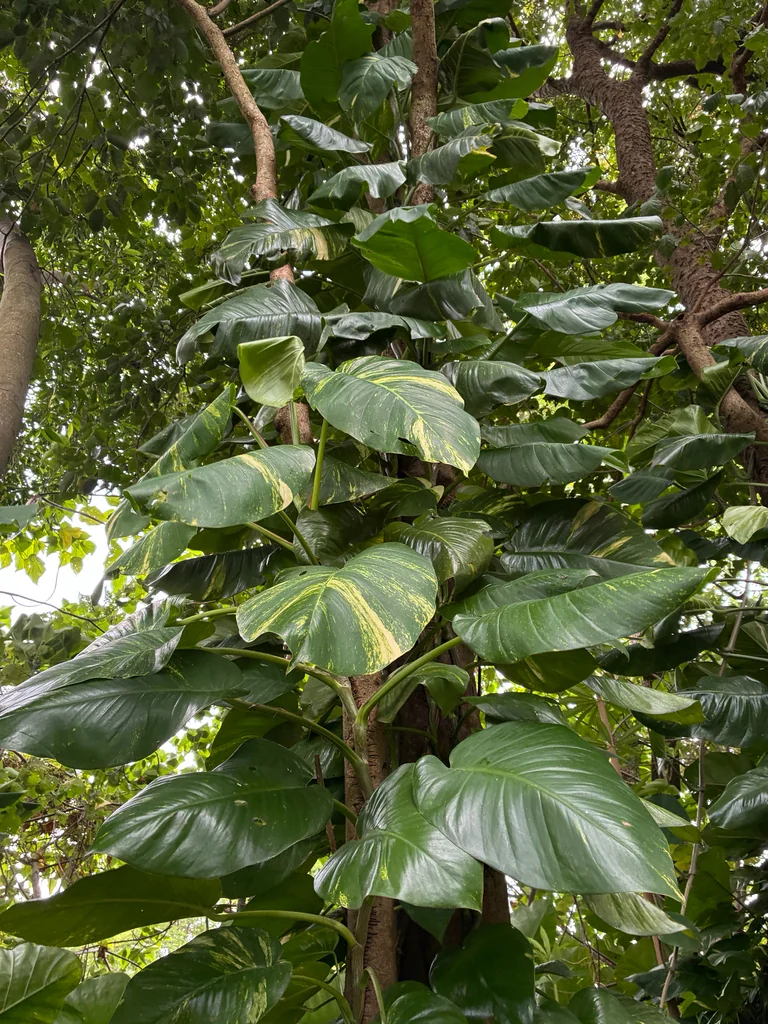 Epipremnum aureum