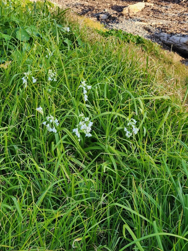 Allium Triquetrum