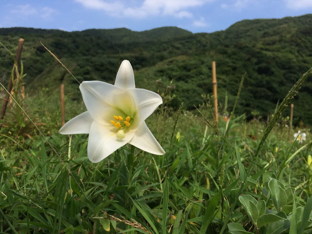 Lilium Longiflorum