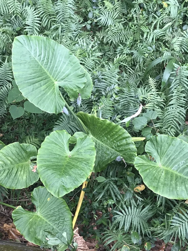 Alocasia amazonica