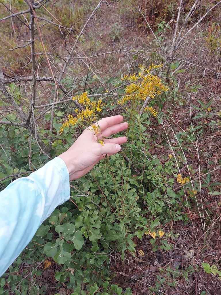 Solidago Odora