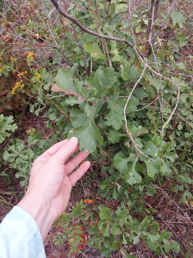 Quercus Phellos