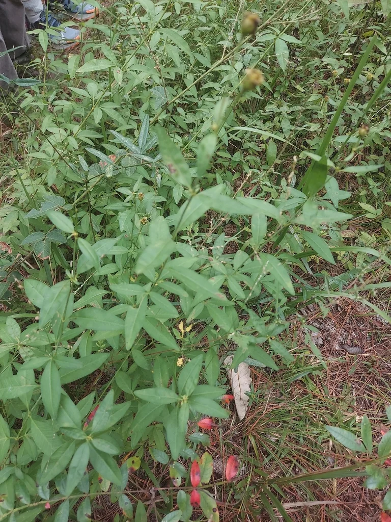 Coreopsis Tripteris