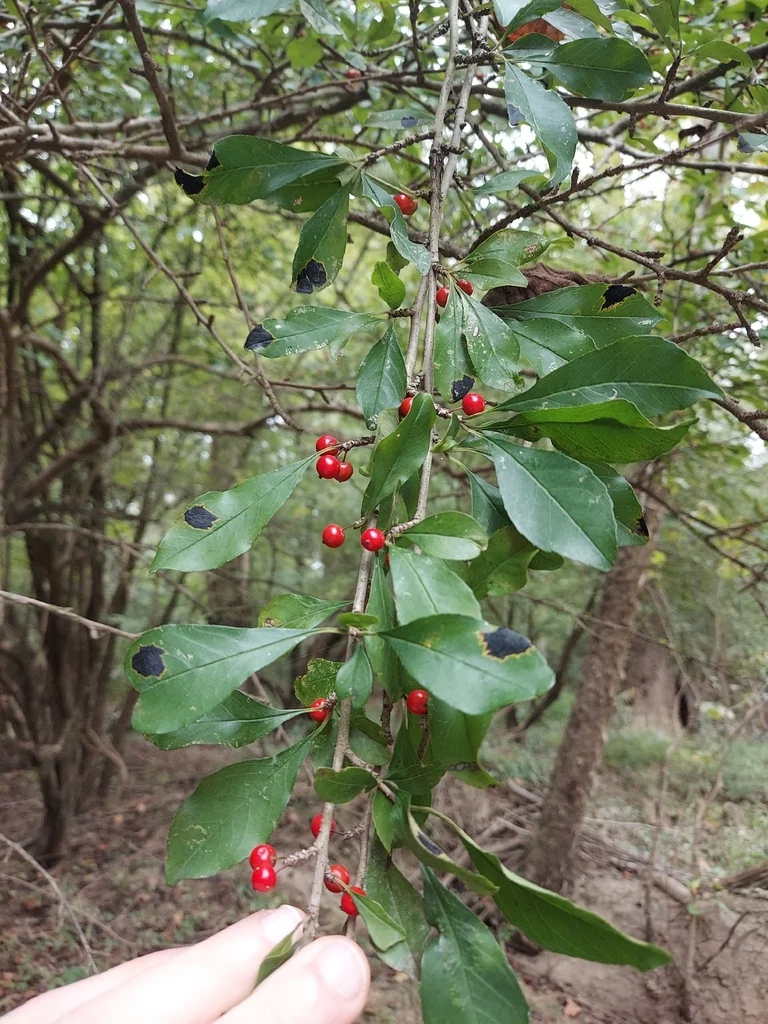 Ilex Decidua