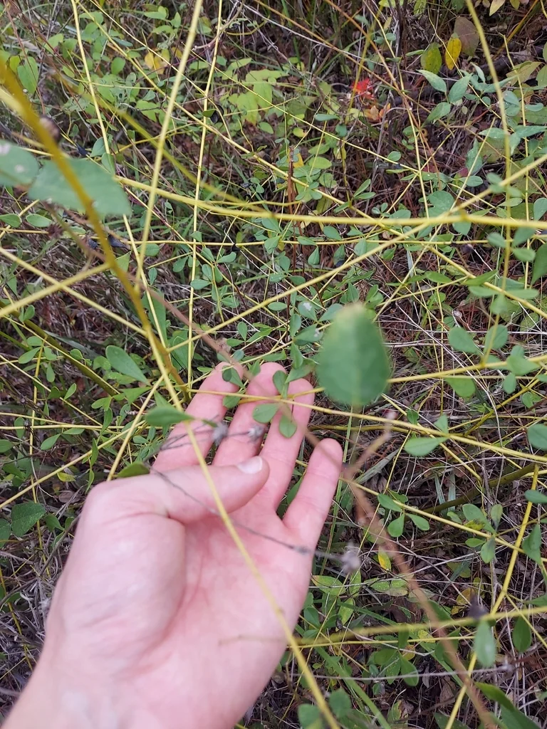 Baptisia Tinctoria
