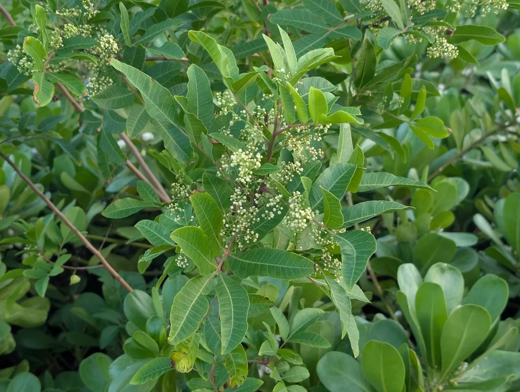 Schinus Terebinthifolius