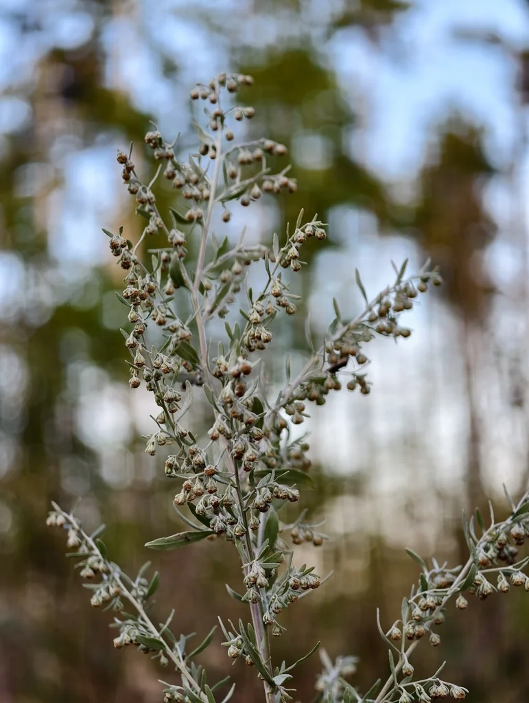Artemisia Absinthium