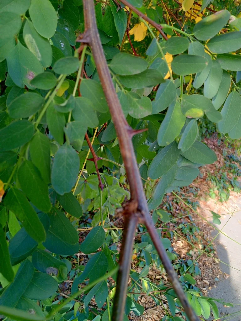 Robinia Pseudoacacia
