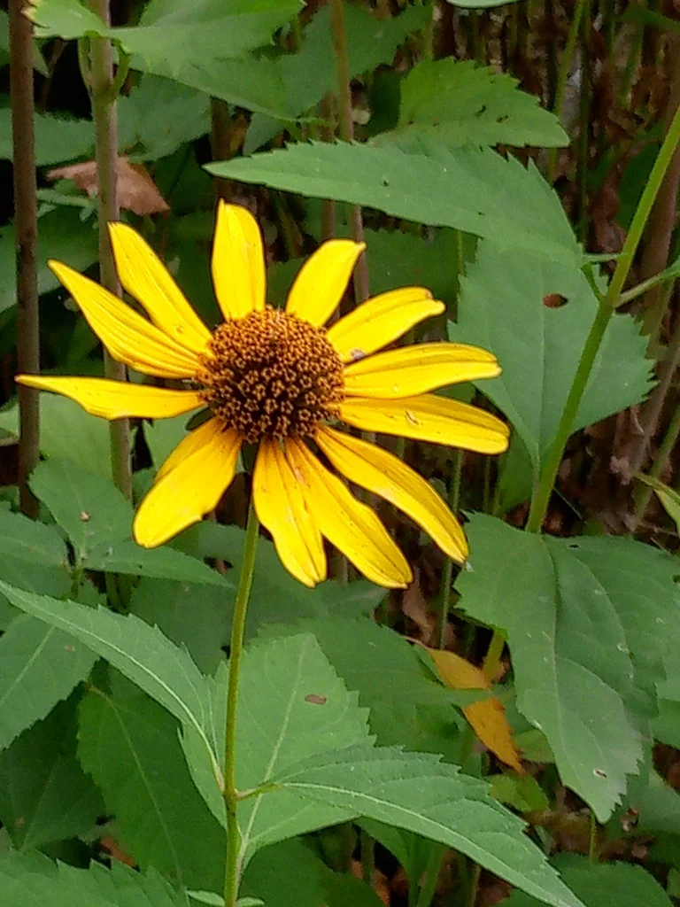 Heliopsis helianthoides