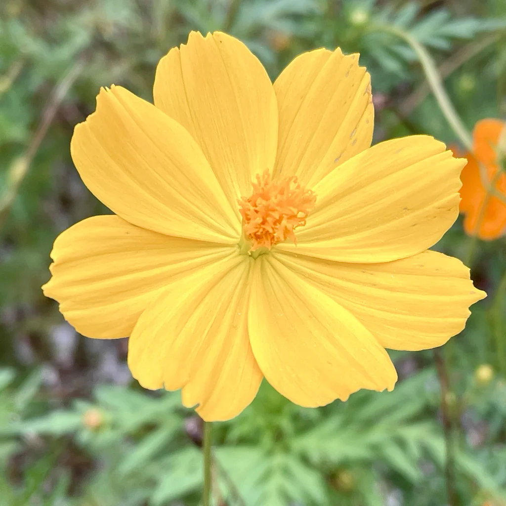Cosmos Sulphureus