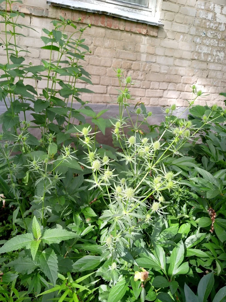 Eryngium Planum