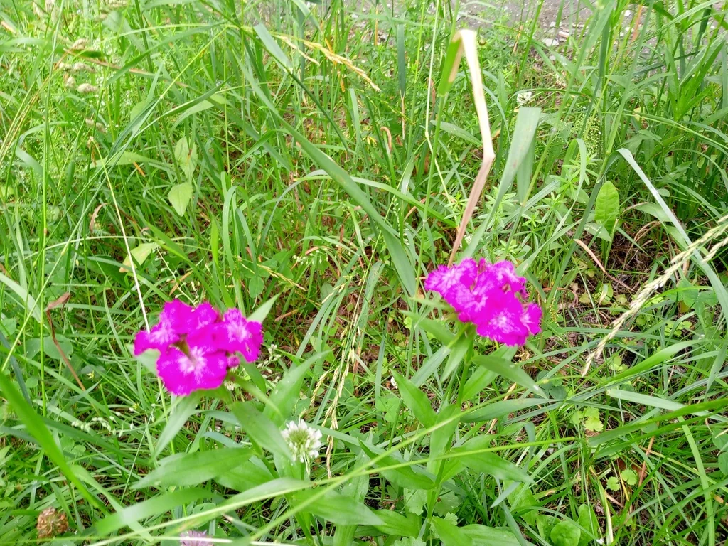 Dianthus Barbatus