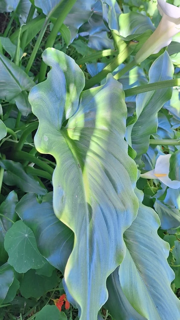 Zantedeschia Aethiopica
