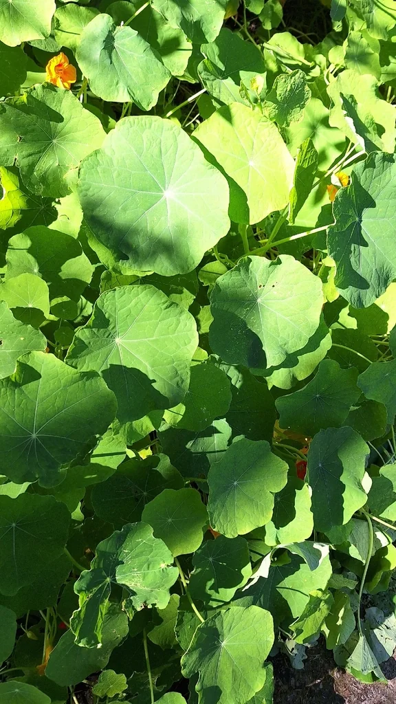 Tropaeolum Majus