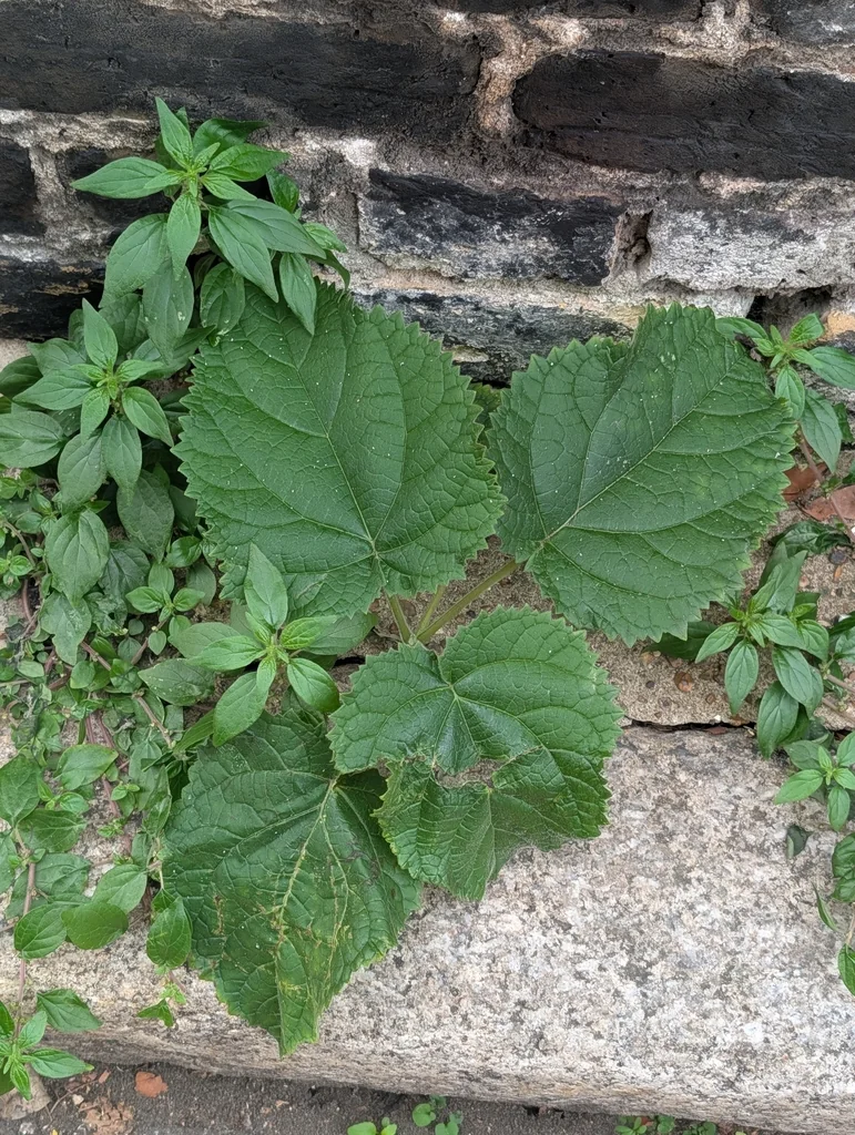 Paulownia Tomentosa