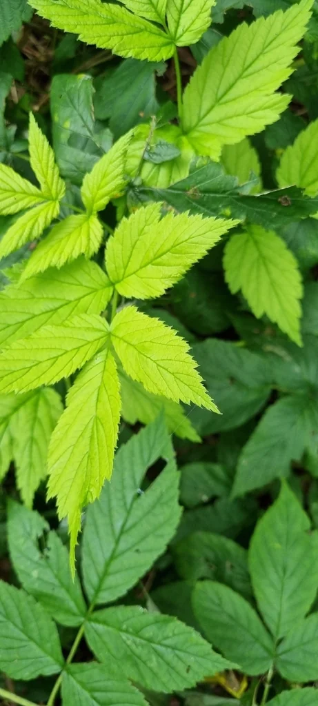 Rubus Idaeus